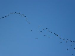 flocking geese, migrate scene