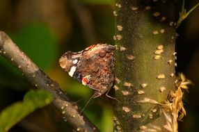 butterfly in nature close up