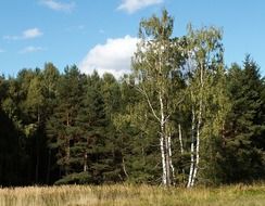 birch near the forest