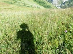 wanderer shadow on the meadow