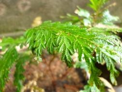 young fern leaves in spring
