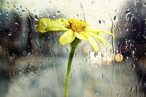 Yellow flower at rain time