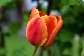 close up photo of tulip bud