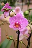 flower decoration floral plant botanical