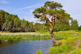 pine near the forest lake