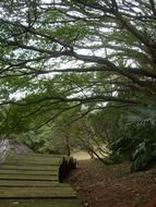 wood flooring in a nature reserve