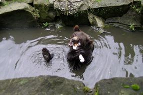 the bear animal