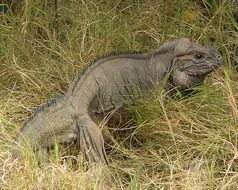 big iguana in the wild
