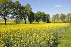 yellow flowers on a field near green trees on a sunny day