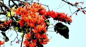 Bombax ceiba is commonly known as cotton tree