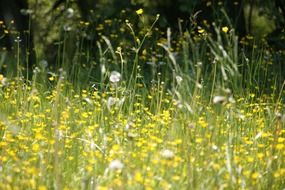 meadow with yellow flowers