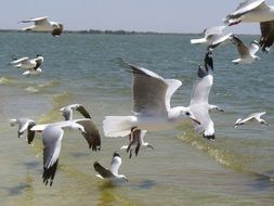 flock of seagulls flies over the water