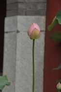 lone lotus flower