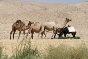 Camels in the sand dune