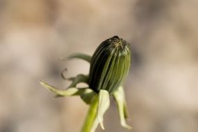 closed dandelion bud