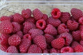 raspberries in a plastic container