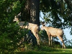 family of deer in the forest