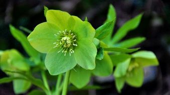 Plants with green flowers