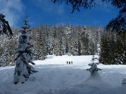 snowy winter fir trees