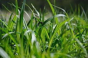 Green grass on the ground close up