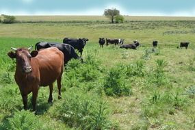 rural cows graze in a meadow in summer