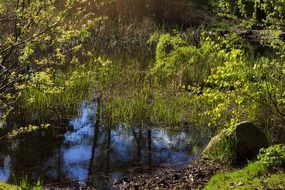 landscape of quiet pond in the green forest