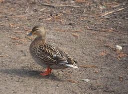 fascinating duck bird animal