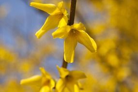 forsythia flowers close up