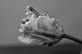 parrot tulip in black and white