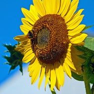 bumblebee on the sunflower