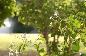 Beautiful green spring plants with white flowers on the field