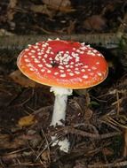 red spotted amanita in the forest