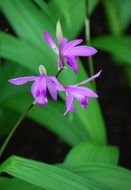 orchid with small purple flowers