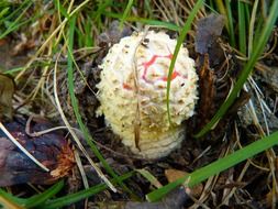 white fly agaric mushroom in nature