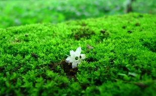 white flower in the moss