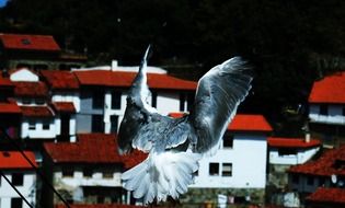 Pigeons near the houses