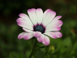 purple daisy closeup