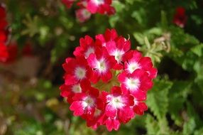 red bright geranium with white heart