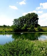 green trees near the river with a beautiful white swan