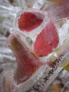 Foliage in ice close-up on blurred background