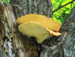 Close-up of Polyporus Squamosus