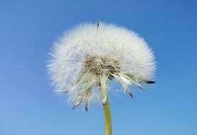 fluffy dandelion against a clear blue sky