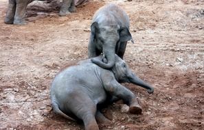 elephant couple playing wildlife portrait