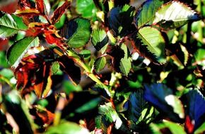 Thorns on the branches in spring