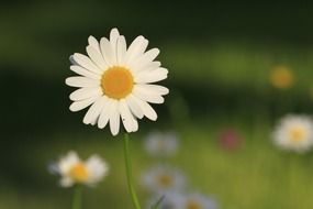 photo of a round summer daisy