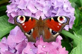 peacock butterfly on a pink spherical inflorescence close-up