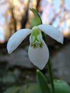 White flower in the spring