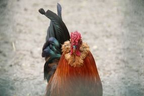 Picture of the chicken on a farm