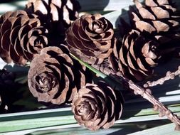 Macro photo of brown cones