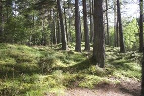 green forest in summer day